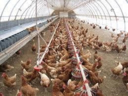 فروش مرغ طلایی در حال تخم گذاری اماده 09123968671
