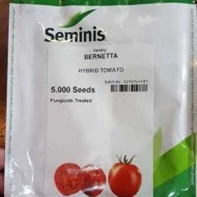 فروش بذر گوجه فرنگی برنتا 