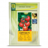 فروش بذر گوجه فرنگی گلخانه ای کاپیتان 