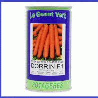 فروش بذر هویج نانتس دورین ( بذر هویج پرفروش )
